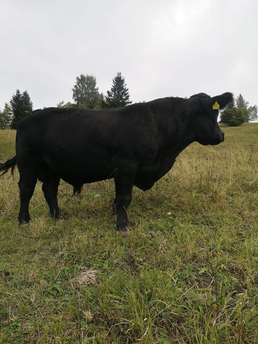 Vand taur angus