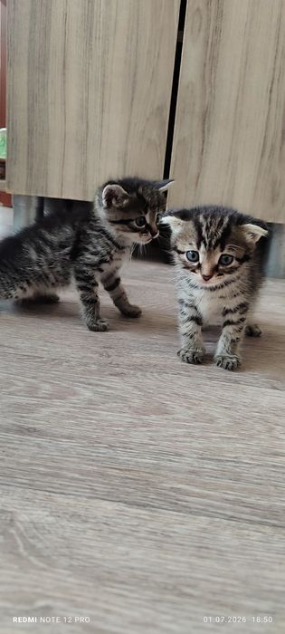 Котята             .