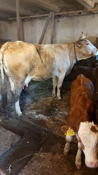 Vaca cu vitea de vanzare