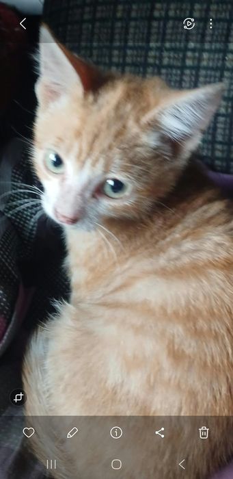Котята мальчики 2 мес