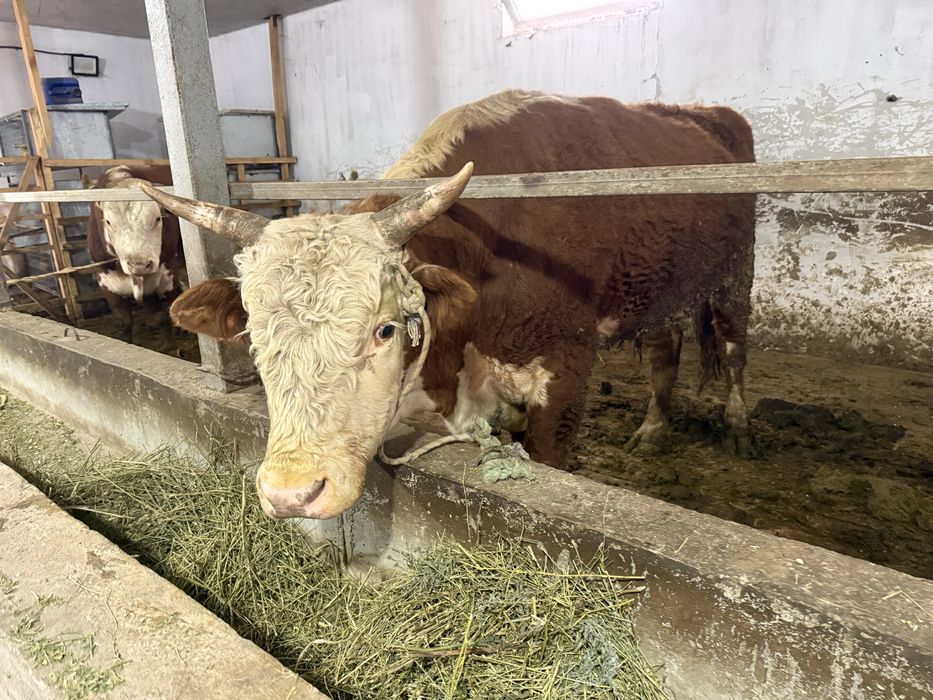 Продам бычков годовалые крупные