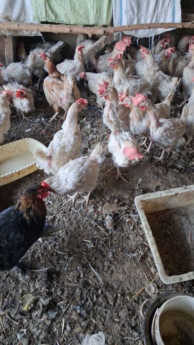 Oq tovuqlar sotiladi