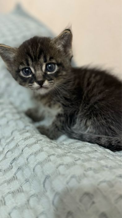 БЕСПЛАТНО, котята 1 мес