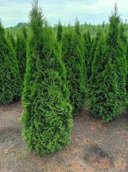 Plante Decorative Sănătoase – Verificare Video înainte de Plecare