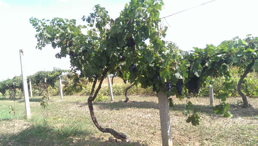 Продава се Земеделски имот в с. Панаретовци, Област Сливен -  кв.м за 1658 €/дка - Снимка #8