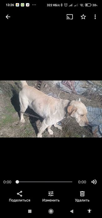 Собака продаю за 10000