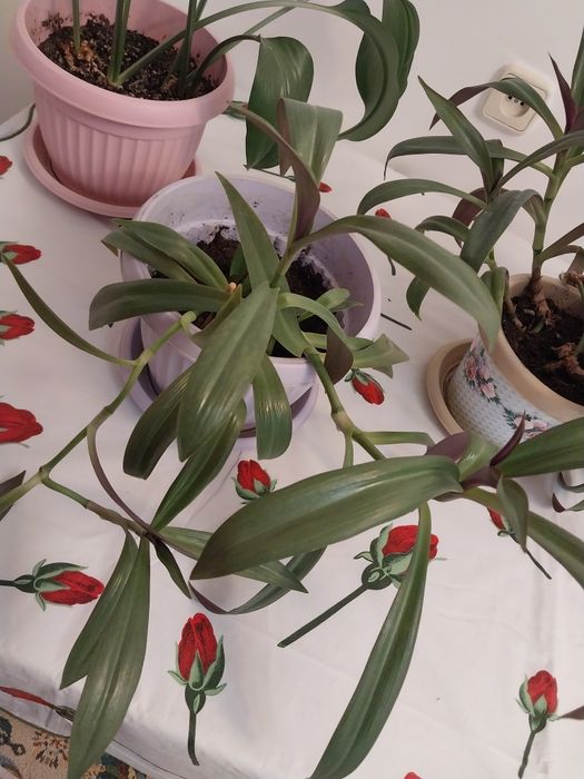 Комнатные цветы                  .