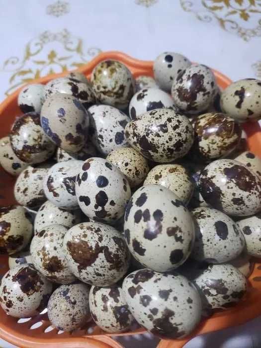 яйцо перепелиное