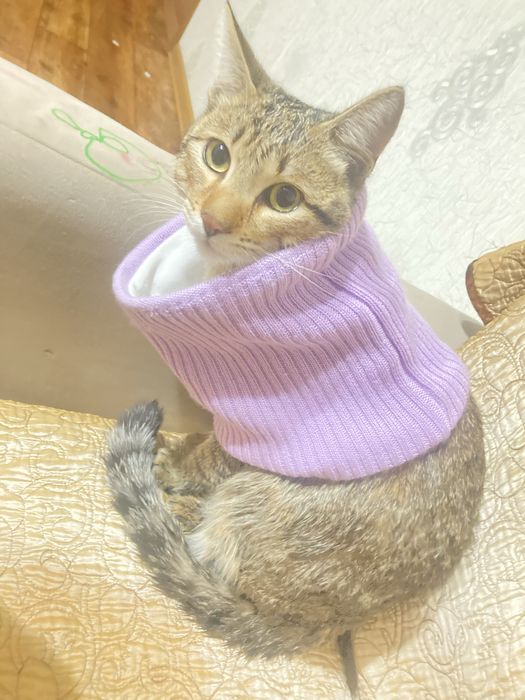 пропал кот,имя тэнни бостандыкский район