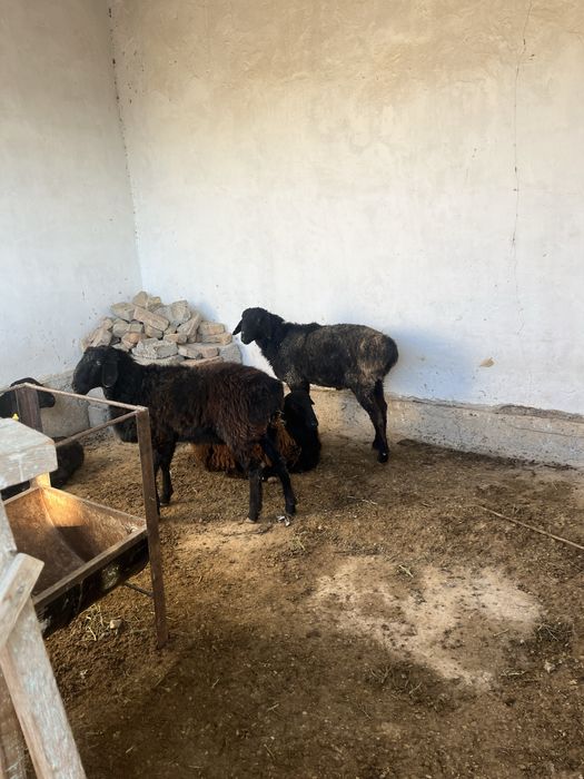 Қошқар сатылады 3 бас