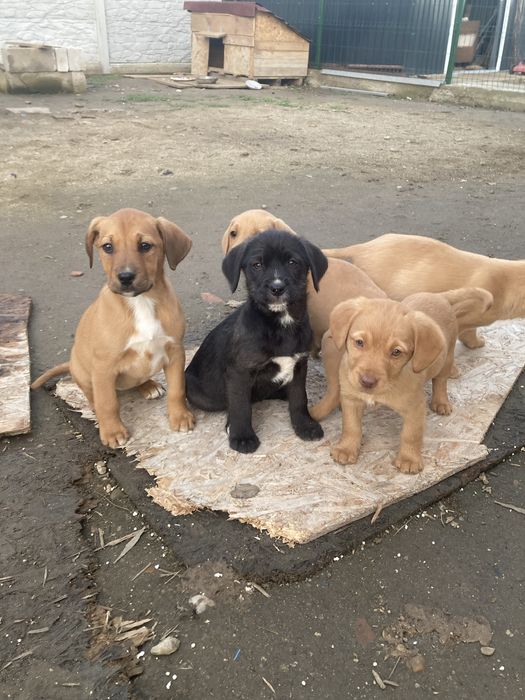 Donez catei de 9 saptamani