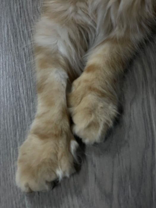 Продам Мейн-куна мальчика