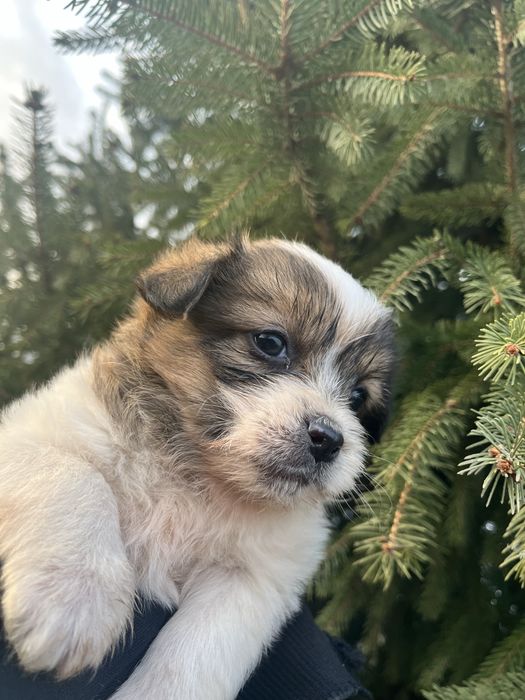 Vand catelusa talie mica