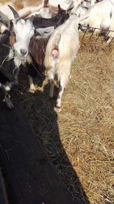 Capra dea fatat și fatate