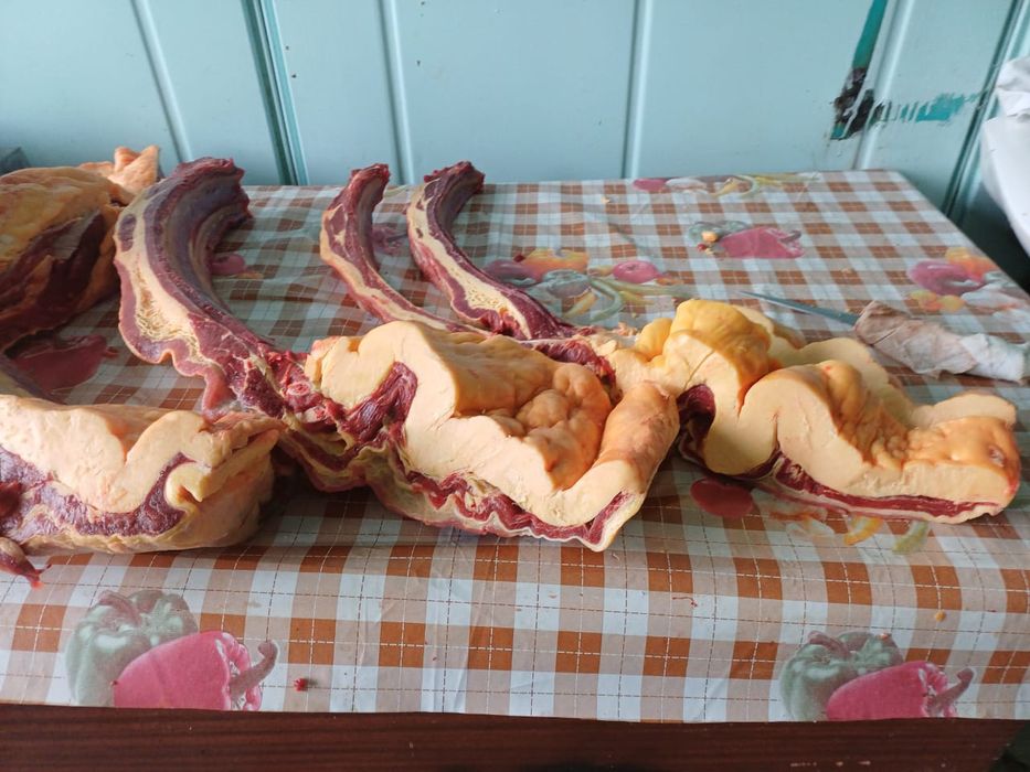 Продам мясо конины