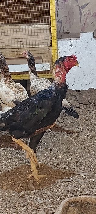Продается бойцовые куры тауык сатылады