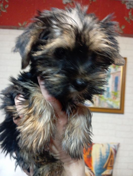 Щенки Йоркширский терьер