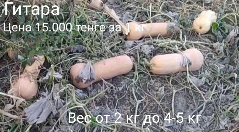 Тыква семена разные сорта