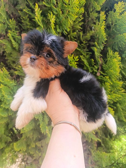 Бивер Йоркширски териер