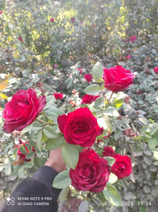 Роза атиргул atirgul koʻchatlari