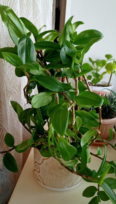 Цветы разные варианты