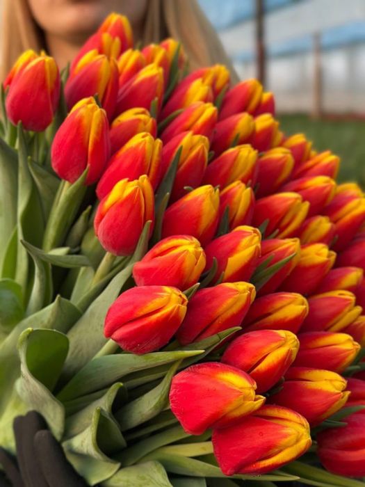 Тюльпаны Астана,доставка бесплатная!