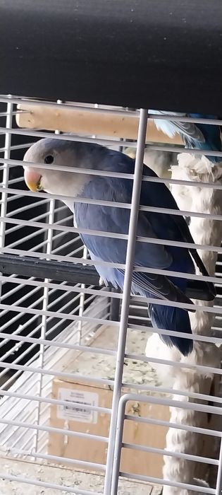 Papagali agapornis rosecoils disponibili.