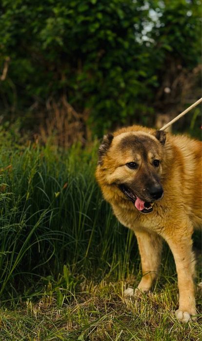 Диего. Классная собака. Мощный.