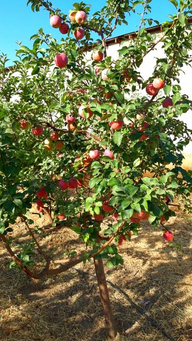 Продается дом в селе Айша-Биби