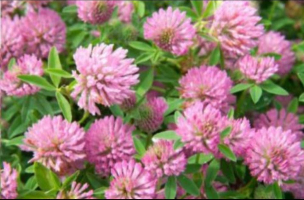 Semințe/Sămânță Lucerna ,Trifoi, Mazariche, Sorg, Sudan, Iarba