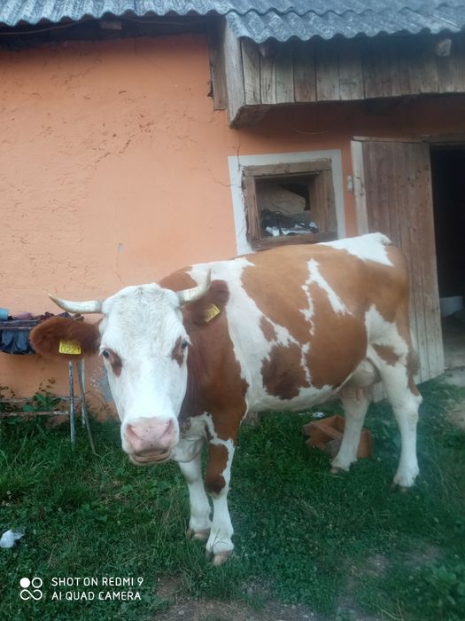 Vând vacă de patru ani