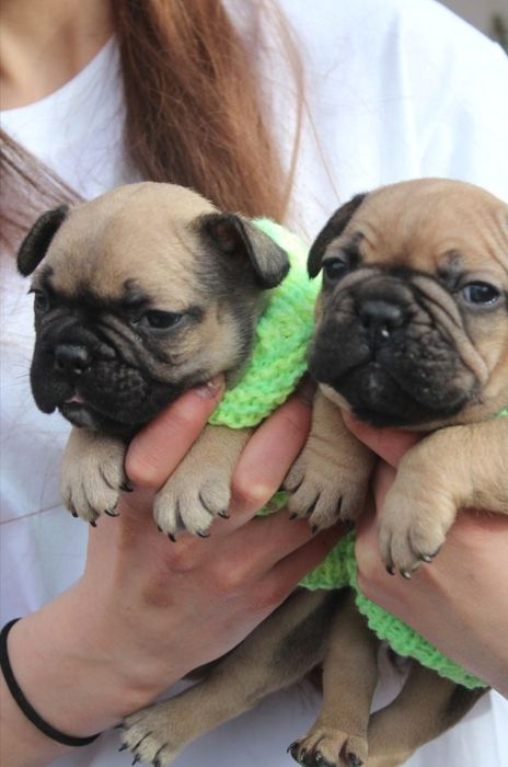 Продаются милые щенки