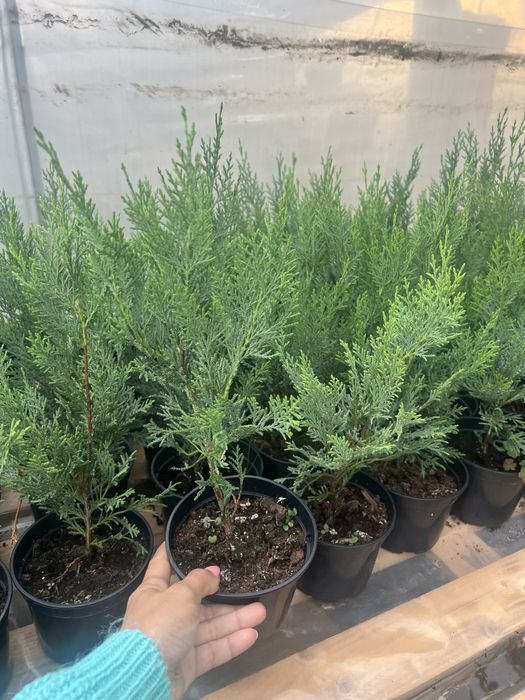 Leylandi, lavanda, leandru