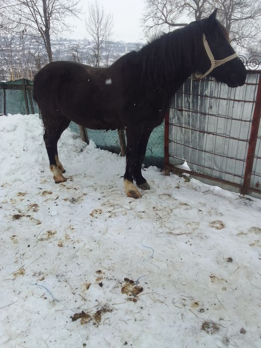 Cal de vânzare mai multe detalii la telefon