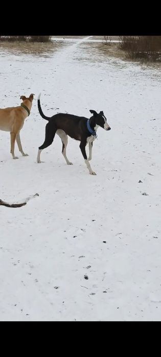 Продам суку Грейхаунд