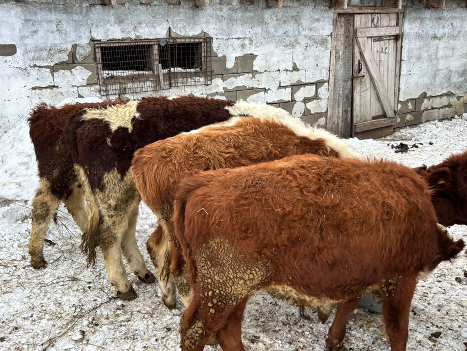 Подсос еркек бұзаулар сатылады