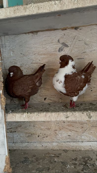 Продаи пару голубей МАДЕНЫ !