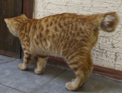 Котенок бесплатно