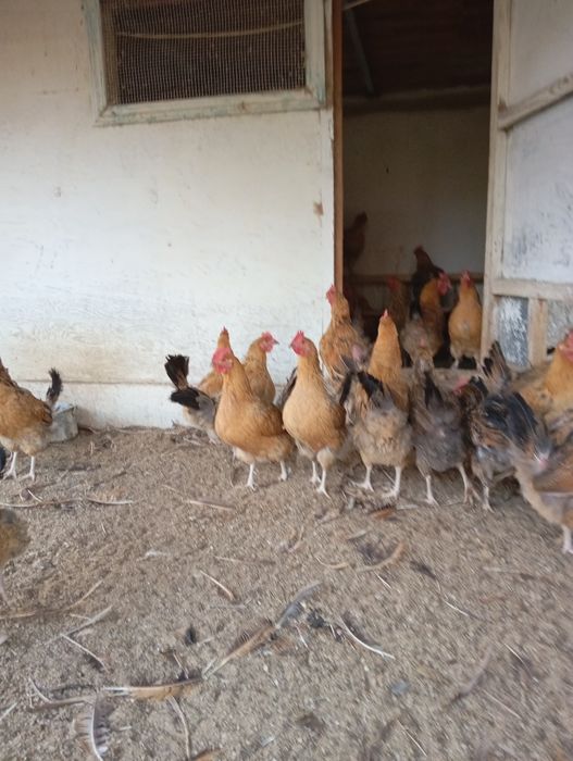 Инкубационное яйцо