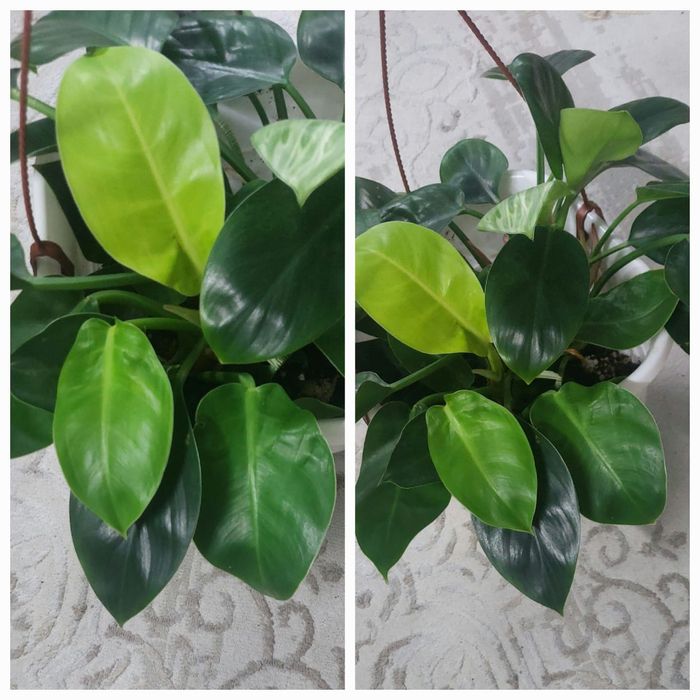 комнатные цветы для гостиной