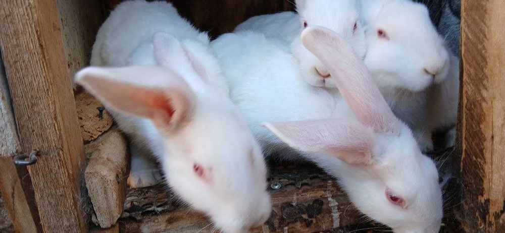 Кролики породистые (белый великан и шиншилла)