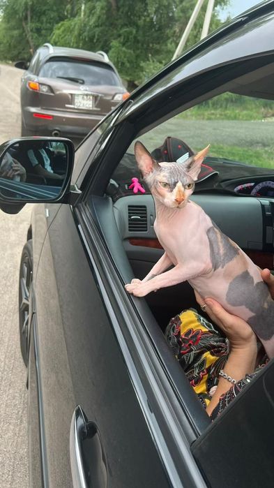 Сфинкс эльф котята