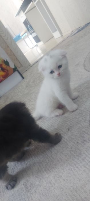 Кошка Веслоухая мама ребёнок
