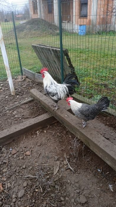 Vând ouă pt incubat rasa Brekel argintiu.