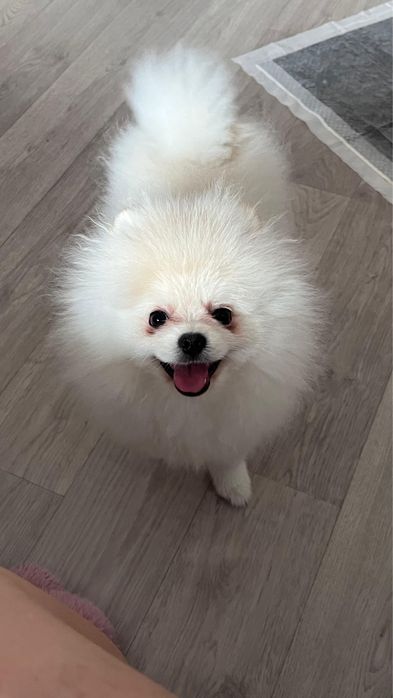 Шпиц померанский