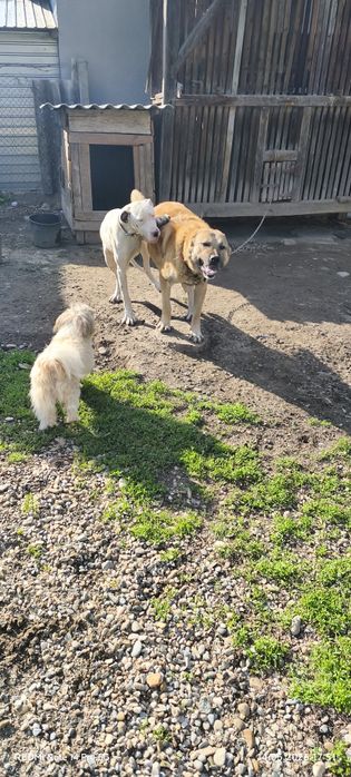 Spre adopție femelă de dog german arlechin vârstă 8 luni