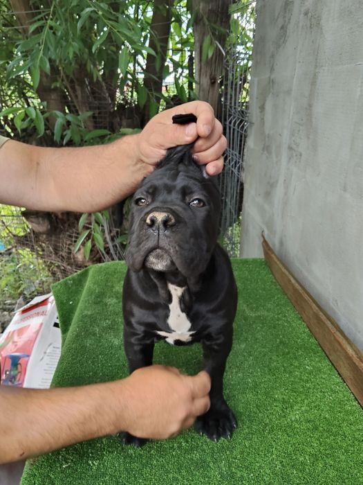 Cane Corso Italiano