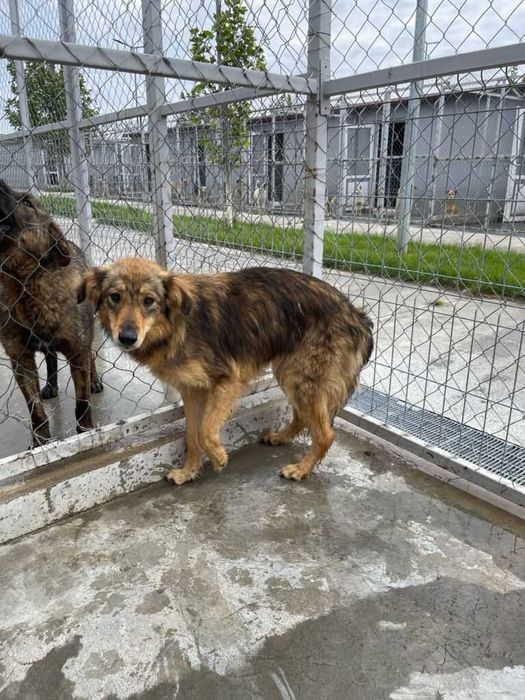 Adopta un caine - un sufletel are nevoie de stapan!