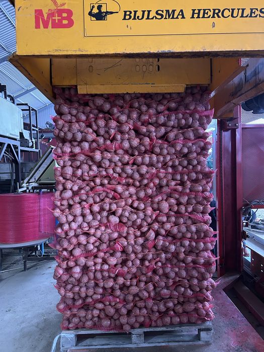 Cartofi Bellarosa Carrera Captiva Jelly