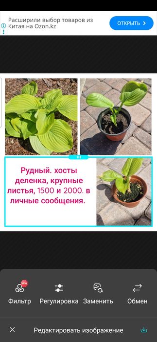 Цветы  и кустарники многолетние